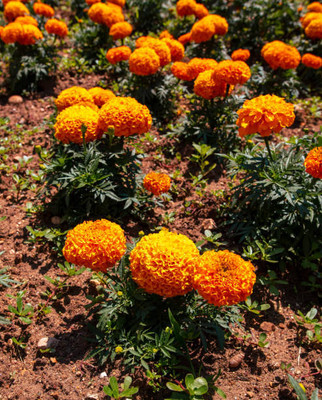 ELANHOOD marigold/gende ka phool flower seeds Seed(50 per packet)