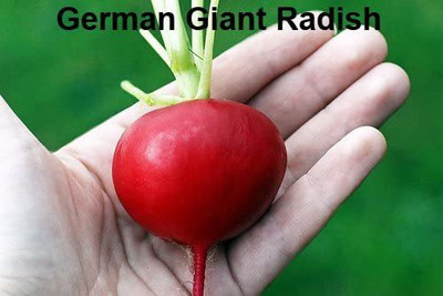 CYBEXIS GUA-83 - German Giant Radish - (2250 Seeds) Seed(2250 per packet)