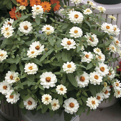 CYBEXIS Zinnia Flower Seeds | Double White Color | F1 Hybrid Seed(25 per packet)