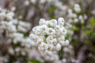 FRESHO gypsophila flower Seed(100 per packet)