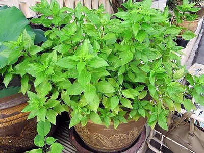 CYBEXIS GUA-83 - Lime Lemon Basil - (1500 Seeds) Seed(1500 per packet)