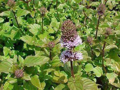 CYBEXIS XL-97 - Orange Mint - (1350 Seeds) Seed(1350 per packet)