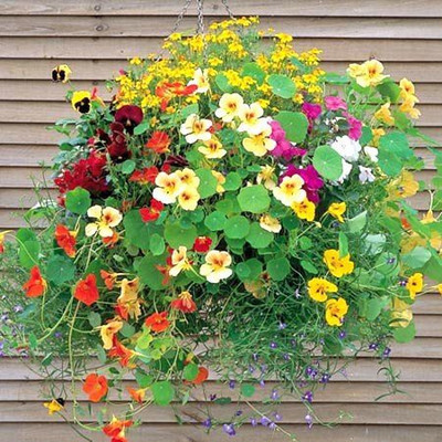 CYBEXIS Nasturtium Jewel of Africa Mix Flower Seeds Seed(50 per packet)