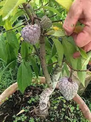 MAA Custard Apple, sitafal, sitaphal Seed(45 per packet)