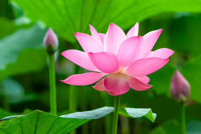 AARADYAPRIYAL lotus,kamal gatta Seed(14 per packet)