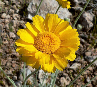 CYBEXIS XLL-35 - Yellow Draught Marigold - (2250 Seeds) Seed(2250 per packet)