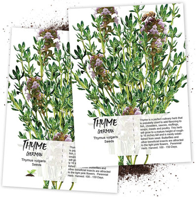 CYBEXIS VXI-87 - German or Winter Thyme - (1350 Seeds) Seed(1350 per packet)