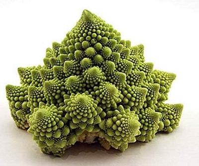 KNESSiN Broccoli Romanesco Natalino Seed(200 per packet)