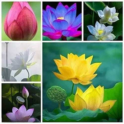 SEMINA VITA lotus seeds for growing pot high quality flower Seed(8 per packet)
