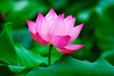 Rawmest lotus,kamal gatta Seed(15 per packet)