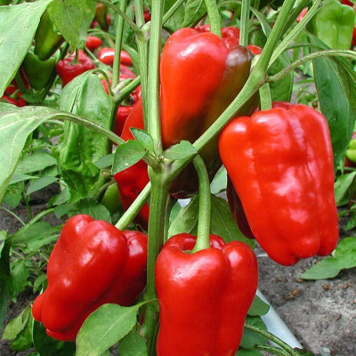 Biosnyg High Yield California Wonder Red Capsicum Seeds For Gardening-(200 Seeds) Seed(200 per packet)