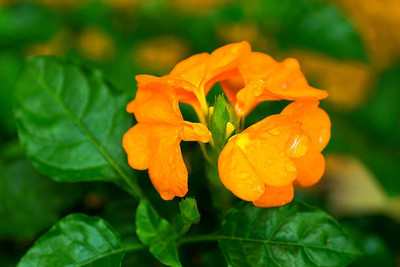 GARDENIFY INIDA kanakambaram-firecracker-crossandra Seed(29 per packet)