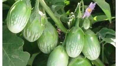 CYBEXIS XLL-18 - Brinjal Green Round Vegetable F1 Hybrid - (150 Seeds) Seed(150 per packet)