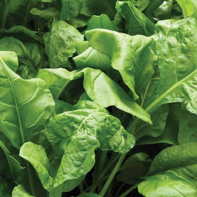 KNESSiN Hardy Spinach Biennial Never Runs to First Season-{800 Seeds} Seed(800 per packet)