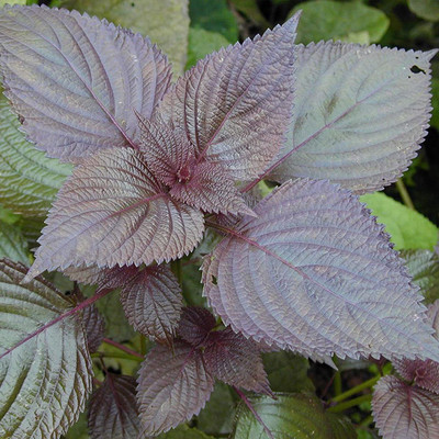 CYBEXIS Non GMO Brightly Colored Purple Basil4000 Seeds Seed(4000 per packet)