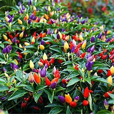 Epazo Capsicum Choice Round Mix Flower Seed(70 per packet)