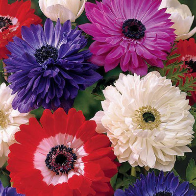 CYBEXIS XL-12 - Daisy- Pomponent Mixed - (540 Seeds) Seed(540 per packet)