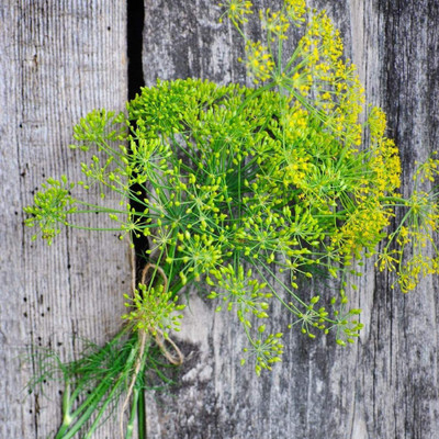 CYBEXIS NBIR-8 - Mammoth Long Island Dill - (250 Seeds) Seed(250 per packet)