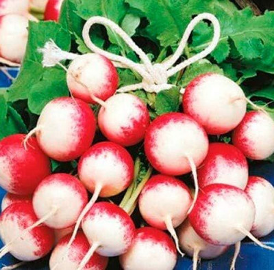 Qualtivate GBPT-8A Sparkler White Tip Radish Red 25 Days Seed(300 per packet)