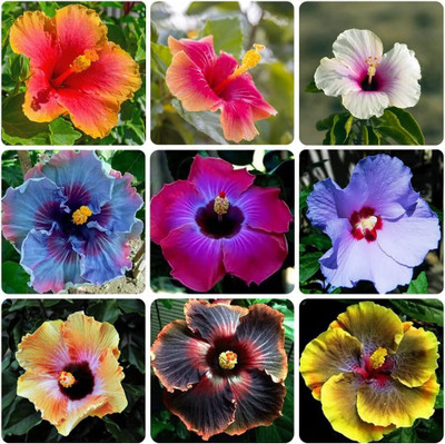 CRGO HIBISCUS , GUDHAL Seed(75 per packet)