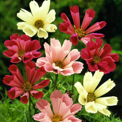 CYBEXIS Cosmos Bipinnatus Seashells Mix Seeds Seed(50 per packet)