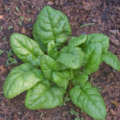 CYBEXIS XLR-57 - Bloomsdale Spinach Non-GMO - (2250 Seeds) Seed(2250 per packet)
