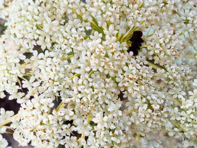Lappyworld gypsophila flower Seed(200 per packet)