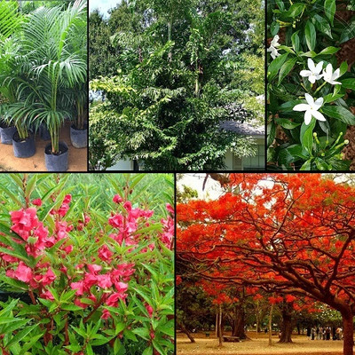 Opulent Mirage Tropical & Ornamental Plant Mix Seed(5 per packet)