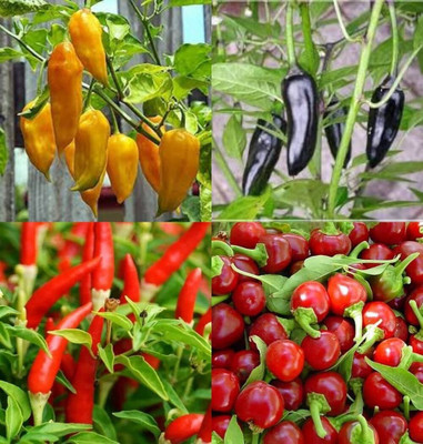 ibains Chilli seeds packet bij 86 Seed(86 per packet)
