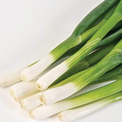 KNESSiN Spring Onion, Easy to Grows, Fast Growing[600 Seeds] Seed(600 per packet)