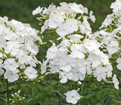 CYBEXIS Phlox, David100 Seeds Seed(100 per packet)