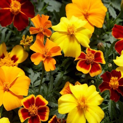 CYBEXIS GBPUT-44 - Disco French Marigold Mix - (250 Seeds) Seed(250 per packet)