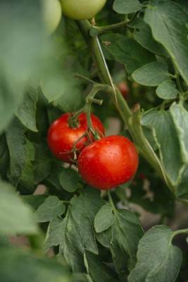 Unimart tomato Seed(100 per packet)