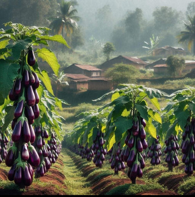 HYBRID 10g highest yield brinjal seeds early fruiting long time harvesting Seed(1 per packet)