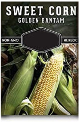 CYBEXIS Sweet Corn500 Seeds Seed(500 per packet)