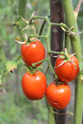 SOWCAN tomato Seed(120 per packet)