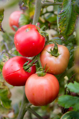 Heen Fab tomato Seed(120 per packet)