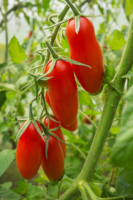 Bharvi tomato Seed(145 per packet)