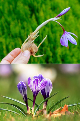 Green World Combo KASHMIRI SAFFRON BULB / KESAR / CROCUS CORM (2 BULBS ) WITH POTTING MIX Seed(2 per packet)