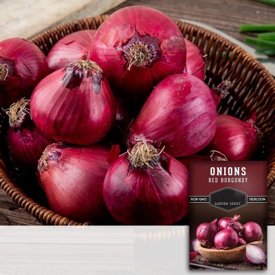 VibeX XLL-52 - Burgundy Onion - (4500 Seeds) Seed(4500 per packet)