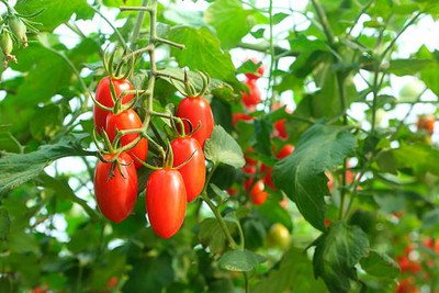 Plantzoin tomato Seed(90 per packet)