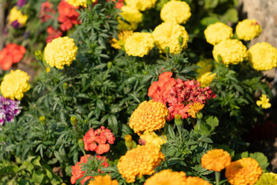 AmbeStore marigold,gende ka phool seeds Seed(20 per packet)