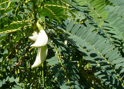 CHILLATAI Agasthi / Bokful / Agathi Keerai Seed(100 per packet)
