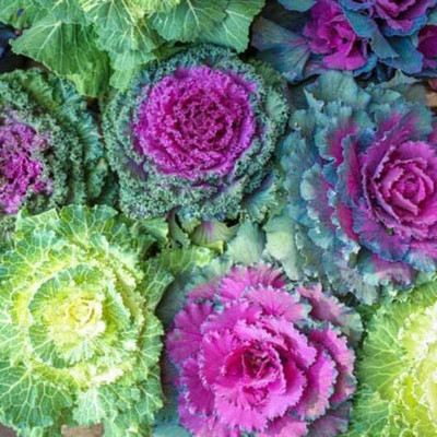 WILLVINE KGF -XVI Ornamental Cabbage Seeds - Colorful [50g] Seed(15000 per packet)