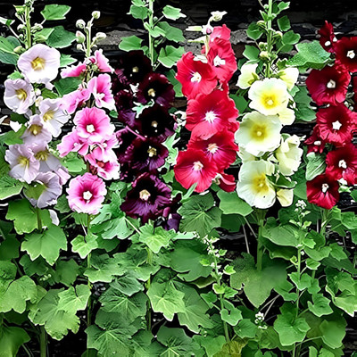 Lorvox Hollyhock Mixed Color Seed(25 per packet)