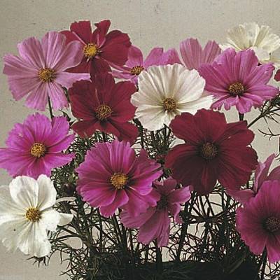 VibeX HUA-99 - Cosmos Dwarf Sensation Mix - (90 Seeds) Seed(90 per packet)