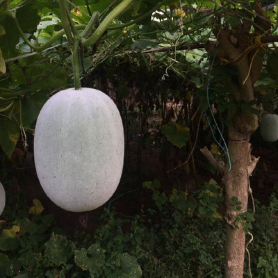 the green dotcom Ash Gourd Vegetable Seeds for Summer Season PACK OF 33 Seed(33 per packet)