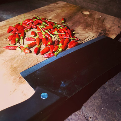 KANAYA Red Motti Chilli Seeds Seed(450 per packet)
