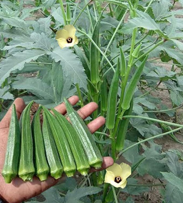 GREENSEA Hybrid Bhindi Seed(64 per packet)