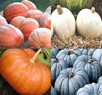 WILLVINE NBIR-355 Pumpkin Mix II Seeds Seed(50 per packet)